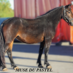 MUSE DU PASTEL