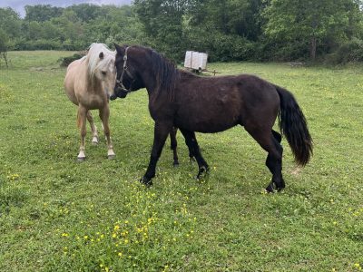 Poulain de 2 ans