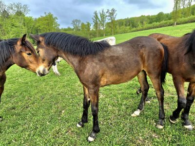 Pouliche, Castillonnais DSA