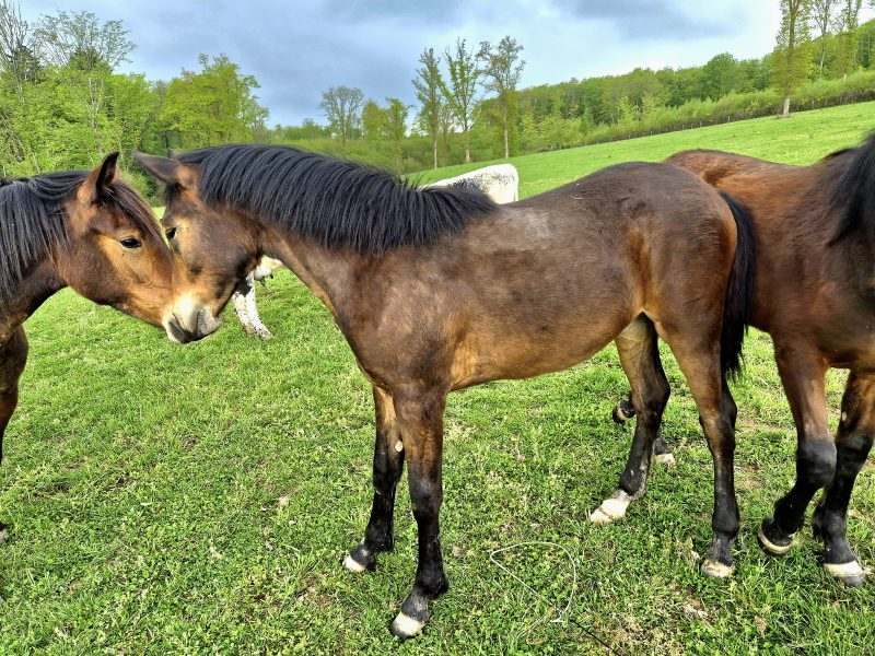 Pouliche, Castillonnais DSA