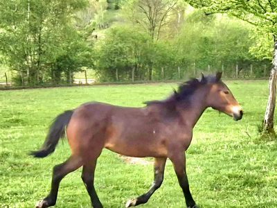 Pouliche, Castillonnais DSA