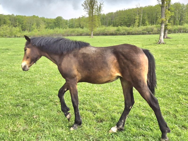 Pouliche, Castillonnais DSA