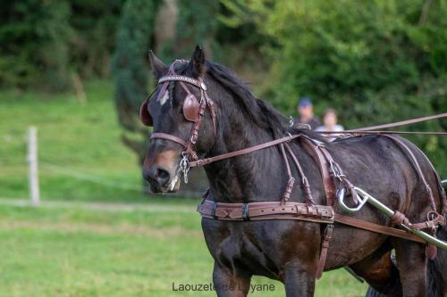 Photos concours 2024-020