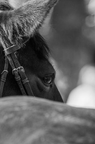 Photos concours 2024-127