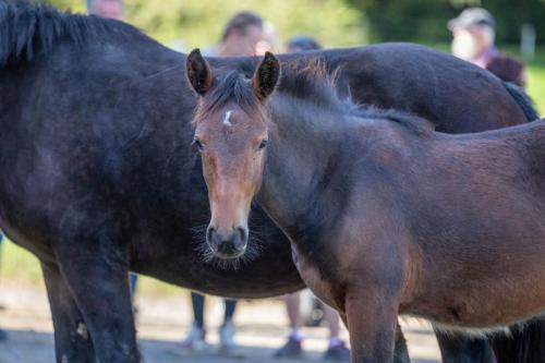 Photos concours 2024-158