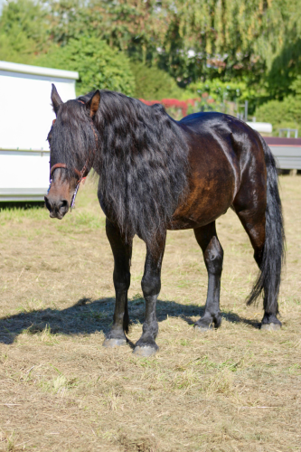 image00036